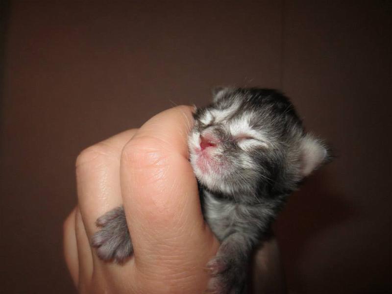 hanin c pentu 2 vrk.jpg